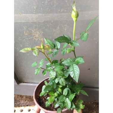 Chậu Cây Hoa Hồng Siêu Nụ Hồng Phấn - Sẵn Nụ Hoặc Hoa, Giá Chỉ 24.000 VNĐ
