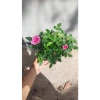 Chậu Cây Hoa Hồng Siêu Nụ Hồng Phấn - Sẵn Nụ Hoặc Hoa, Giá Chỉ 24.000 VNĐ 4