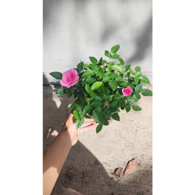Chậu Cây Hoa Hồng Siêu Nụ Hồng Phấn - Sẵn Nụ Hoặc Hoa, Giá Chỉ 24.000 VNĐ