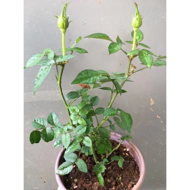 Chậu Cây Hoa Hồng Siêu Nụ Hồng Phấn - Sẵn Nụ Hoặc Hoa, Giá Chỉ 24.000 VNĐ