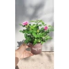 Chậu Cây Hoa Hồng Siêu Nụ Hồng Phấn - Sẵn Nụ Hoặc Hoa, Giá Chỉ 24.000 VNĐ 6