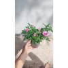 Chậu Cây Hoa Hồng Siêu Nụ Hồng Phấn - Sẵn Nụ Hoặc Hoa, Giá Chỉ 24.000 VNĐ 7