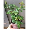 Chậu Cây Hoa Hồng Siêu Nụ Hồng Phấn - Sẵn Nụ Hoặc Hoa, Giá Chỉ 24.000 VNĐ 8