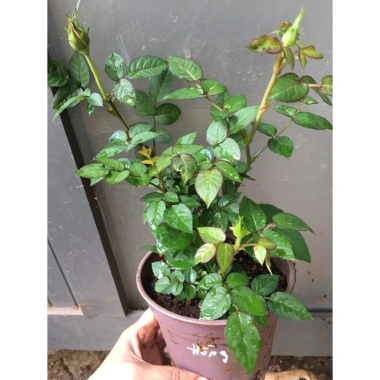 Chậu Cây Hoa Hồng Siêu Nụ Hồng Phấn - Sẵn Nụ Hoặc Hoa, Giá Chỉ 24.000 VNĐ