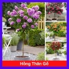 Chậu cây hoa hồng thân gỗ 3 năm tuổi, cao 80-120cm - Cây cảnh trang trí sân vườn, giá ưu đãi 280.000₫