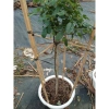Chậu cây hoa hồng thân gỗ 3 năm tuổi, cao 80-120cm - Cây cảnh trang trí sân vườn, giá ưu đãi 280.000₫ 2