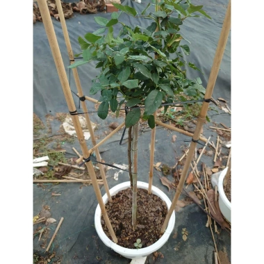 Chậu cây hoa hồng thân gỗ 3 năm tuổi, cao 80-120cm - Cây cảnh trang trí sân vườn, giá ưu đãi 280.000₫ 3