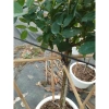 Chậu cây hoa hồng thân gỗ 3 năm tuổi, cao 80-120cm - Cây cảnh trang trí sân vườn, giá ưu đãi 280.000₫ 4