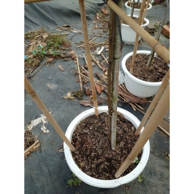 Chậu cây hoa hồng thân gỗ 3 năm tuổi, cao 80-120cm - Cây cảnh trang trí sân vườn, giá ưu đãi 280.000₫ 5