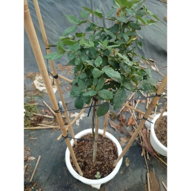 Chậu cây hoa hồng thân gỗ 3 năm tuổi, cao 80-120cm - Cây cảnh trang trí sân vườn, giá ưu đãi 280.000₫ 7