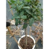 Chậu cây hoa hồng thân gỗ 3 năm tuổi, cao 80-120cm - Cây cảnh trang trí sân vườn, giá ưu đãi 280.000₫ 8