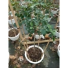 Chậu cây hoa hồng thân gỗ 3 năm tuổi, cao 80-120cm - Cây cảnh trang trí sân vườn, giá ưu đãi 280.000₫ 9
