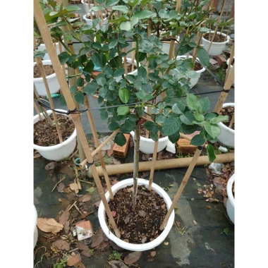 Chậu cây hoa hồng thân gỗ 3 năm tuổi, cao 80-120cm - Cây cảnh trang trí sân vườn, giá ưu đãi 280.000₫ 9