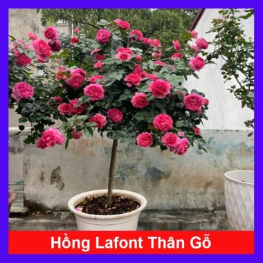Chậu cây hoa hồng thân gỗ 3 năm tuổi, cao 80-120cm - Cây cảnh trang trí sân vườn, giá ưu đãi 280.000₫ 10