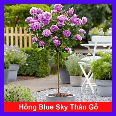 Chậu cây hoa hồng tím Blue Sky - Thân gỗ, 3 năm, cao 80-120 cm, giá ưu đãi 350.000₫