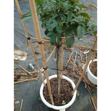 Chậu cây hoa hồng tím Blue Sky - Thân gỗ, 3 năm, cao 80-120 cm, giá ưu đãi 350.000₫