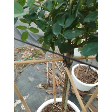 Chậu cây hoa hồng tím Blue Sky - Thân gỗ, 3 năm, cao 80-120 cm, giá ưu đãi 350.000₫