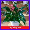 Chậu cây Hồng Môn phong thủy để bàn, vượng khí tài lộc, 75.000đ giảm 22.500đ