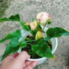 Chậu cây Hồng Môn phong thủy để bàn, vượng khí tài lộc, 75.000đ giảm 22.500đ 2