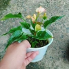 Chậu cây Hồng Môn phong thủy để bàn, vượng khí tài lộc, 75.000đ giảm 22.500đ 3
