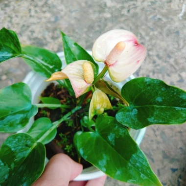 Chậu cây Hồng Môn phong thủy để bàn, vượng khí tài lộc, 75.000đ giảm 22.500đ 4