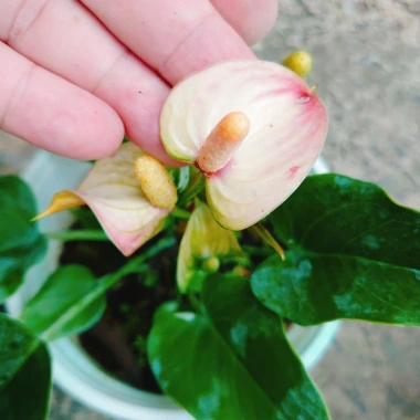 Chậu cây Hồng Môn phong thủy để bàn, vượng khí tài lộc, 75.000đ giảm 22.500đ 6