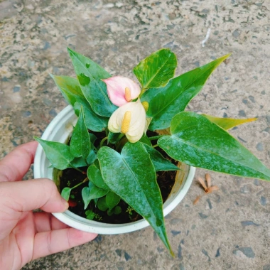 Chậu cây Hồng Môn phong thủy để bàn, vượng khí tài lộc, 75.000đ giảm 22.500đ 7