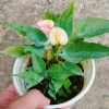 Chậu cây Hồng Môn phong thủy để bàn, vượng khí tài lộc, 75.000đ giảm 22.500đ 8
