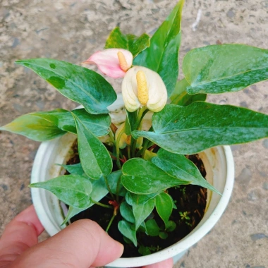 Chậu cây Hồng Môn phong thủy để bàn, vượng khí tài lộc, 75.000đ giảm 22.500đ 8