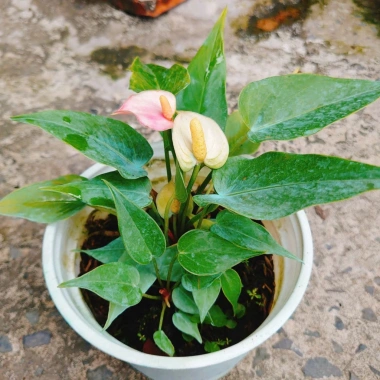 Chậu cây Hồng Môn phong thủy để bàn, vượng khí tài lộc, 75.000đ giảm 22.500đ 9