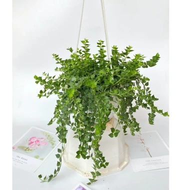 Chậu cây lan tim 25-30cm - Treo ban công, trang trí sân vườn, giá chỉ 40.000₫