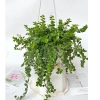 Chậu cây lan tim 25-30cm - Treo ban công, trang trí sân vườn, giá chỉ 40.000₫ 2