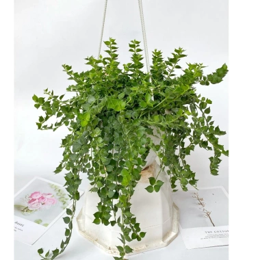 Chậu cây lan tim 25-30cm - Treo ban công, trang trí sân vườn, giá chỉ 40.000₫