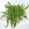 Chậu cây lan tim 25-30cm - Treo ban công, trang trí sân vườn, giá chỉ 40.000₫ 3