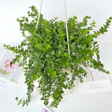 Chậu cây lan tim 25-30cm - Treo ban công, trang trí sân vườn, giá chỉ 40.000₫