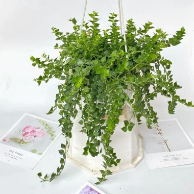 Chậu cây lan tim 25-30cm - Treo ban công, trang trí sân vườn, giá chỉ 40.000₫
