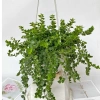 Chậu cây lan tim 25-30cm - Treo ban công, trang trí sân vườn, giá chỉ 40.000₫ 6