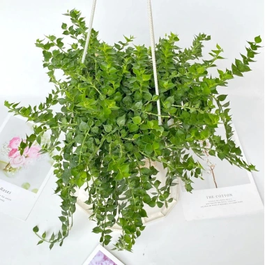Chậu cây lan tim 25-30cm - Treo ban công, trang trí sân vườn, giá chỉ 40.000₫