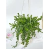 Chậu cây lan tim 25-30cm - Treo ban công, trang trí sân vườn, giá chỉ 40.000₫ 8