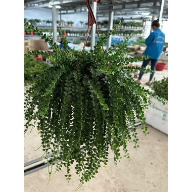 Chậu cây lan tim 25-30cm - Treo ban công, trang trí sân vườn, giá chỉ 40.000₫ 9 Chậu cây lan tim 25-30cm - Treo ban công, trang trí sân vườn, giá chỉ 40.000₫ 9