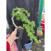 Chậu cây linh sam nhỏ hoa tím - Trang trí nhà xanh, giá ưu đãi 50.000 VND (giá gốc 63.000 VND) 2
