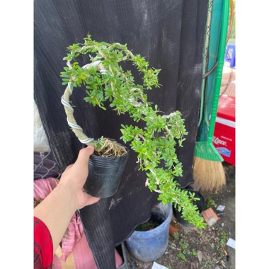 Chậu cây linh sam nhỏ hoa tím - Trang trí nhà xanh, giá ưu đãi 50.000 VND (giá gốc 63.000 VND)