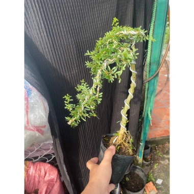 Chậu cây linh sam nhỏ hoa tím - Trang trí nhà xanh, giá ưu đãi 50.000 VND (giá gốc 63.000 VND) 4 Chậu cây linh sam nhỏ hoa tím - Trang trí nhà xanh, giá ưu đãi 50.000 VND (giá gốc 63.000 VND) 4