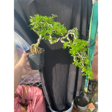 Chậu cây linh sam nhỏ hoa tím - Trang trí nhà xanh, giá ưu đãi 50.000 VND (giá gốc 63.000 VND)