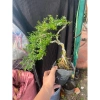 Chậu cây linh sam nhỏ hoa tím - Trang trí nhà xanh, giá ưu đãi 50.000 VND (giá gốc 63.000 VND) 6