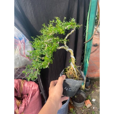 Chậu cây linh sam nhỏ hoa tím - Trang trí nhà xanh, giá ưu đãi 50.000 VND (giá gốc 63.000 VND)