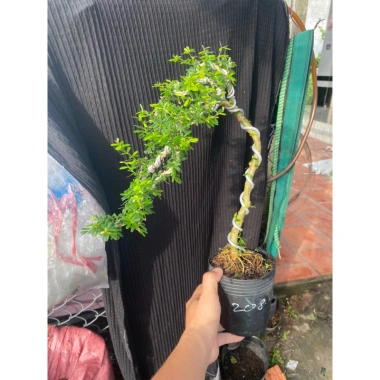 Chậu cây linh sam nhỏ hoa tím - Trang trí nhà xanh, giá ưu đãi 50.000 VND (giá gốc 63.000 VND)