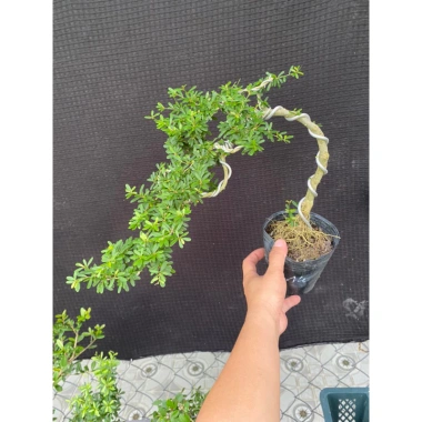 Chậu cây linh sam nhỏ hoa tím - Trang trí nhà xanh, giá ưu đãi 50.000 VND (giá gốc 63.000 VND)