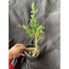 Chậu cây Linh Sam ổn định bầu đất nhanh, có hoa, ưa nắng – Giá chỉ 24.000₫ (giá gốc 29.760₫)