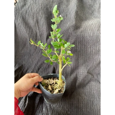 Chậu cây Linh Sam ổn định bầu đất nhanh, có hoa, ưa nắng – Giá chỉ 24.000₫ (giá gốc 29.760₫)